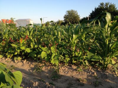 Native American Gardening Techniques: The Three Sisters and More
